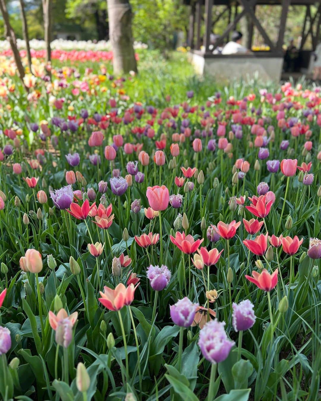 ちとせよしのさんのインスタグラム写真 - (ちとせよしのInstagram)「載せてなかったの🙆🏻‍♀️🌷 なんか最近暑かったり寒かったりで大変ですな…(•ᴗ•; ) 季節の変わり目！体調には気をつけてこうね💪🏻♡  #国営昭和記念公園 #昭和記念公園 #チューリップ畑 #セットアップ #niceclaup」4月24日 18時33分 - chitose_yoshino