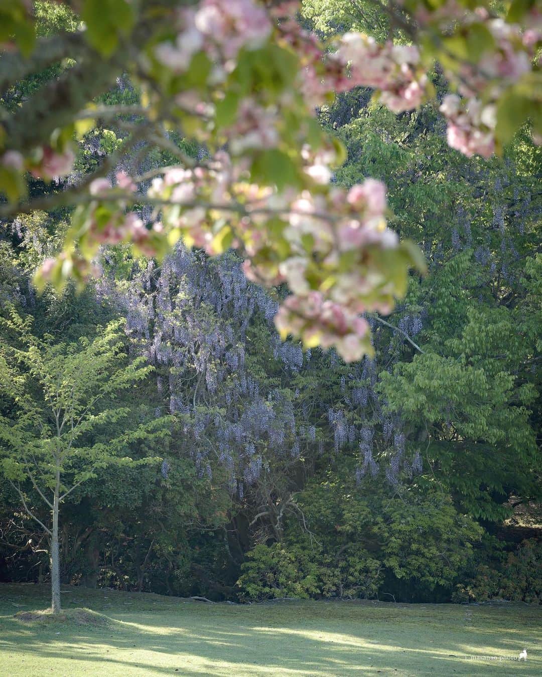 иαяα & куσтσ νιятυαℓ ωσяѕhιρさんのインスタグラム写真 - (иαяα & куσтσ νιятυαℓ ωσяѕhιρInstagram)「. 藤 . 奈良公園 少し残った八重桜との共演もありました。 興福寺から飛火野へのんびりと  ＝＝＝＝＝＝＝＝＝＝＝＝＝＝＝＝＝＝＝＝＝  Location：Nara Japan Gear：SONY α7Ⅲ Lens：Canon EF70-200mm f4l  Please share and follow my page. @i_masanao  ＝＝＝＝＝＝＝＝＝＝＝＝＝＝＝＝＝＝＝＝＝  #藤 #藤棚 #興福寺 #飛火野 #奈良の鹿 #奈良公園 #奈良公園の鹿 #wisteria #narapark #奈良の風景 #奈良県景観資産 #わたしは奈良派 #photo_jpn #team_jp_ #lovers_nippon #japan_daytime_view」4月24日 18時44分 - i_masanao