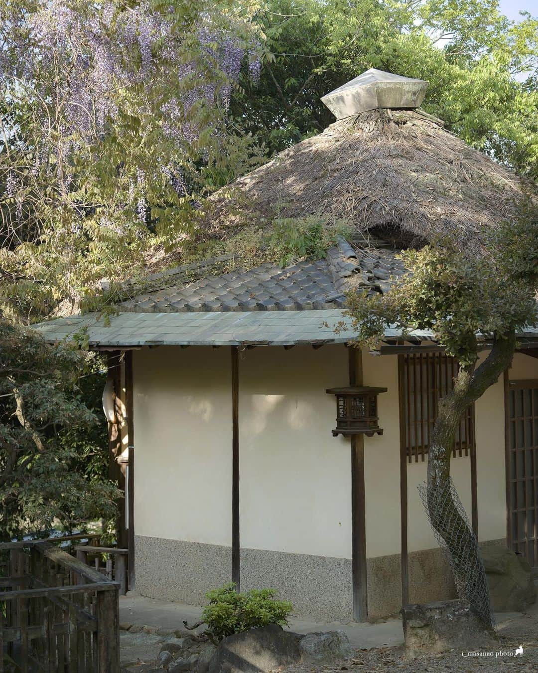 иαяα & куσтσ νιятυαℓ ωσяѕhιρさんのインスタグラム写真 - (иαяα & куσтσ νιятυαℓ ωσяѕhιρInstagram)「. 藤 . 奈良公園 少し残った八重桜との共演もありました。 興福寺から飛火野へのんびりと  ＝＝＝＝＝＝＝＝＝＝＝＝＝＝＝＝＝＝＝＝＝  Location：Nara Japan Gear：SONY α7Ⅲ Lens：Canon EF70-200mm f4l  Please share and follow my page. @i_masanao  ＝＝＝＝＝＝＝＝＝＝＝＝＝＝＝＝＝＝＝＝＝  #藤 #藤棚 #興福寺 #飛火野 #奈良の鹿 #奈良公園 #奈良公園の鹿 #wisteria #narapark #奈良の風景 #奈良県景観資産 #わたしは奈良派 #photo_jpn #team_jp_ #lovers_nippon #japan_daytime_view」4月24日 18時44分 - i_masanao