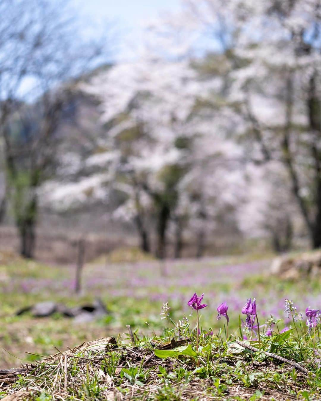 山人さんのインスタグラム写真 - (山人Instagram)「西和賀町も一斉に開花！ ピントがカタクリにばっかり合ってしまいます😅 桜も綺麗ですよ〜！   #西和賀 #無地内 #安ヶ沢  #前向きに #山人 #yamado #桜 #北上展勝地 #さくら100選 #四季 #春 #spring  #宝 #自然  #盛岡市 #お花見 #東北の桜 #角館 #武家屋敷 #角館武家屋敷 #桧木内川 #宣伝 ↓通販サイトはこちら↓ https://shop.yamado.co.jp/  #鍋#お取り寄せ#お取り寄せグルメ#おうちで鍋#stayhome#おうち時間#おうちごはん」4月24日 18時46分 - yamado.official