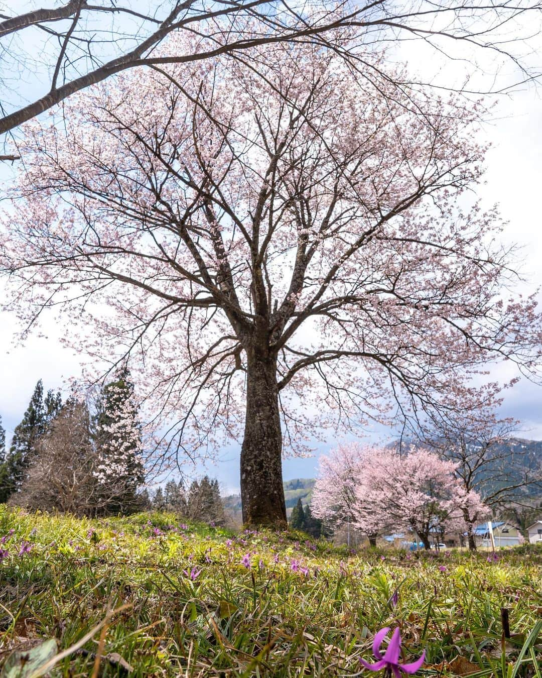 山人さんのインスタグラム写真 - (山人Instagram)「西和賀町も一斉に開花！ ピントがカタクリにばっかり合ってしまいます😅 桜も綺麗ですよ〜！   #西和賀 #無地内 #安ヶ沢  #前向きに #山人 #yamado #桜 #北上展勝地 #さくら100選 #四季 #春 #spring  #宝 #自然  #盛岡市 #お花見 #東北の桜 #角館 #武家屋敷 #角館武家屋敷 #桧木内川 #宣伝 ↓通販サイトはこちら↓ https://shop.yamado.co.jp/  #鍋#お取り寄せ#お取り寄せグルメ#おうちで鍋#stayhome#おうち時間#おうちごはん」4月24日 18時46分 - yamado.official