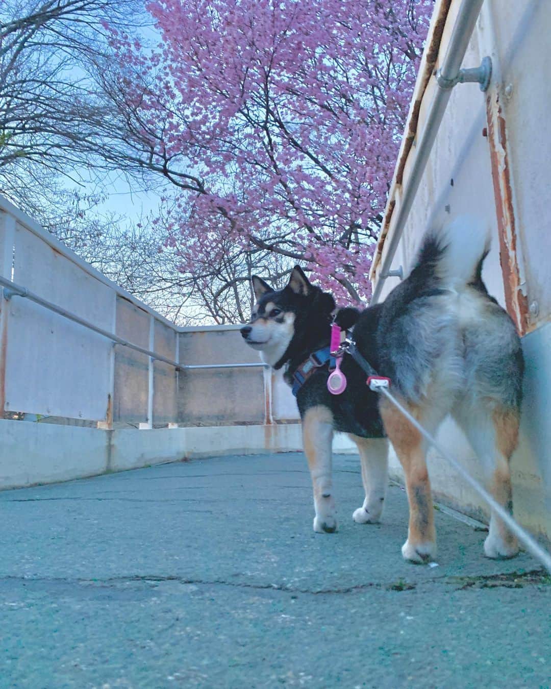 吾子のインスタグラム：「・ ・ ・ ・ ・ 振り向きあこわん🐶🌸💕 ・ 昨日は一瞬雪がチラつくくらい寒かったけど、明日からあったかそう〜🐶💕 ・ 最近プリケツがさらにモフモフに🐶🍑💕 ・ ・ ・ ・ ・ ・ ・ ・ ・ ・ ・ ・ ・ ・ ・ ・ ・ ・ ・ ・ ・ ・ ・ ・ ・ ・ #陸橋 #cherryblossom  #sapporo  ・ 北海道の柴犬 #柴北会 の皆ワン🐶お散歩ドロドロになるけどちゃんと足洗おうねー ・ #adorable #instadog#shibainu#dog#柴犬ライフ #instashiba#柴犬マニア #9gag #barked #kuroshiba#socute #cutedog#いぬのきもち #黒柴 #dogstagram_japan」