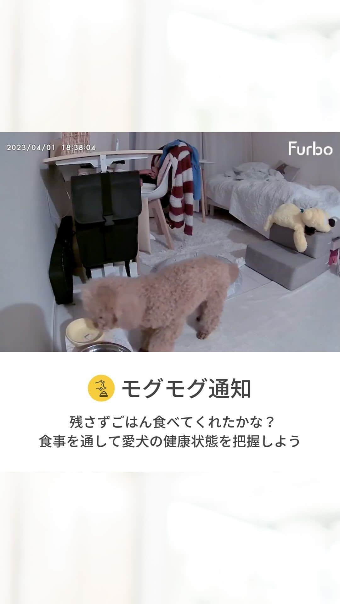 Furbo ドッグカメラのインスタグラム