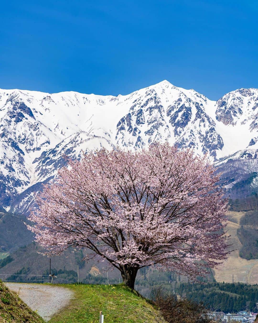 詩歩のインスタグラム：「📷 20th April 2023   📍長野県 野平の一本桜 / Nohira no Ippon Sakura , Nagano Japan  圧倒的な北アルプスの前に、存在感を放つ #野平の一本桜 。  白馬へ行ったついでに、満開だと聞いて立ち寄ってきたスポット。眩しいほど輝く残雪の白馬連峰を前に、ポツンと美しい樹形の桜が咲いていました。  長野県の写真はこのタグでまとめています / Photos of this area can be found in this tag.→ #shiho_nagano   A single cherry blossom tree stands out in front of the overwhelming Northern Alps.  While visiting Hakuba, I heard that the cherry blossoms were in full bloom, so I stopped by this spot. A beautiful cherry tree was blooming in front of the dazzling snow-covered peaks of the Hakuba mountain range.  ©︎Shiho/詩歩」