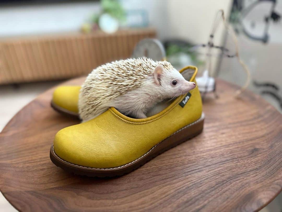 ラド&ティンクさんのインスタグラム写真 - (ラド&ティンクInstagram)「comfortable shoes👞  model ： Liam & Mia  「靴の街」として有名な神戸で50年以上靴を作り続けてきた靴工房のオリジナルスリッポン。  @belleandsofa  すっごく履きやすいスリッポン。 とっても柔らかいヴィーガンレザーだから、最初から靴擦れしないのは嬉しいよね☺️❤️  何と、1度目のサイズ交換は往復送料は無料❣️ 通販でこのサービスは嬉しいよね👍  リアムもミアも 気に入ってくれたみたい❤️  #はりねずみのリアム #はりねずみのミア #はりねずみ #ハリネズミ #針鼠 #igersjp #pecotv #hedgehog #hedgie PR @belleandsofa #ヴィーガンレザー #エシカルファッション #コンフォートシューズ #靴が好き #歩きやすい靴 #外反母趾でも履ける #やさしい靴工房 #belleandsofa」4月24日 19時35分 - rado_pompon