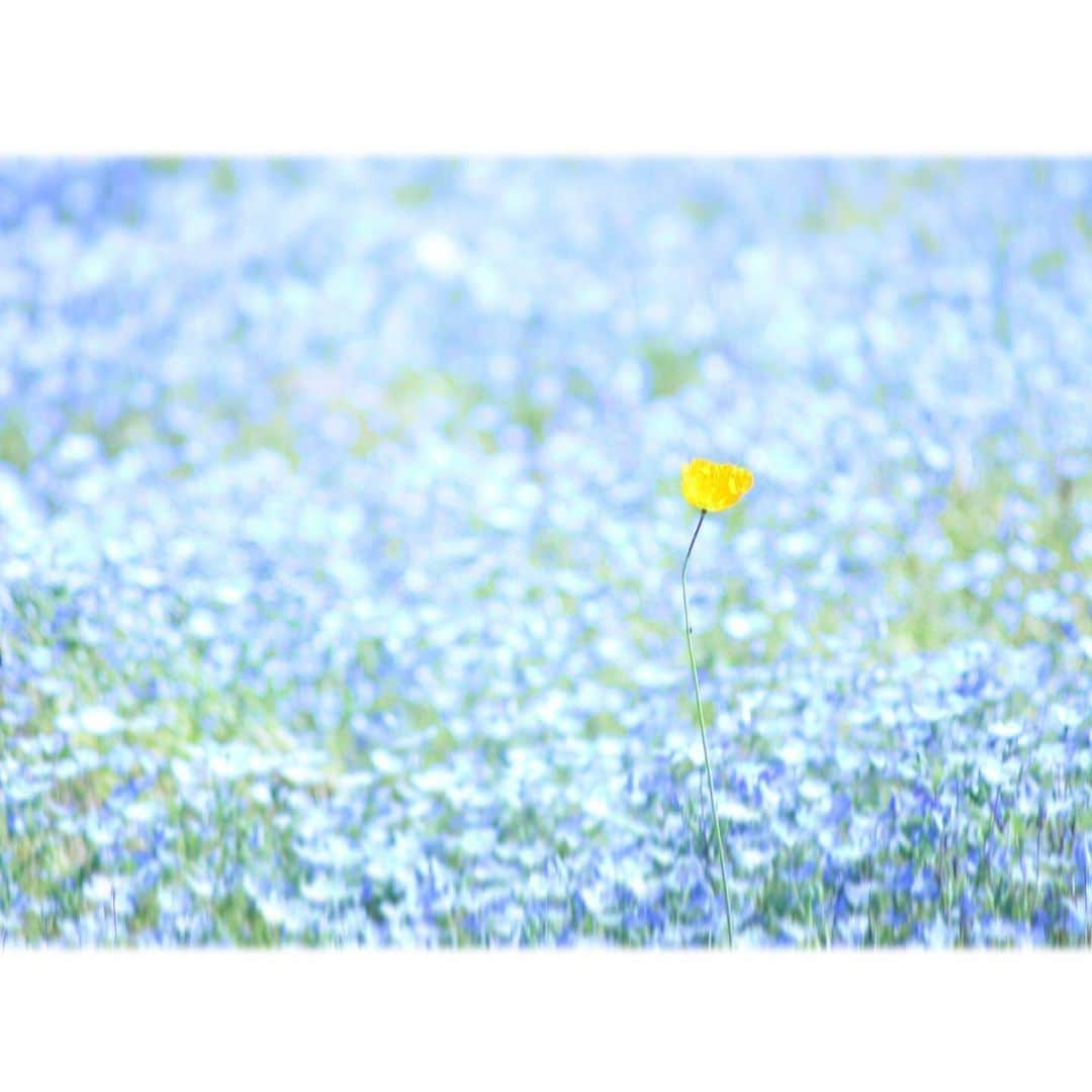 花の写真館のインスタグラム：「Photo by @serio.arc. https://instagram.com/serio.arc/ . Original Post[投稿いただいたURL] https://www.instagram.com/p/CdUJ9Yvvd3d/ . 本アカウントは、 #私の花の写真 をつけてInstagramに投稿された皆さまの花の写真や、「花の写真館」Facebookページで投稿された花の写真を紹介します。 「花の写真館」Facebookページは、「 @floral.photograph 」のプロフィールにあるURLからご覧ください。 . ※各種法令、マナー、関係者の指示に従った撮影をお願いします。 *Please ensure that your photography adheres to all relevant laws, etiquette, and instructions issued by authorized persons. ※本アカウントは東京カメラ部がFacebook、Instagramのサービスを利用して運営しているもので、Meta社・Instagramとは一切関係ありません。 . #花の写真館 #floralphotograph #floralphoto #flower #flowers Follow: @floral.photograph」