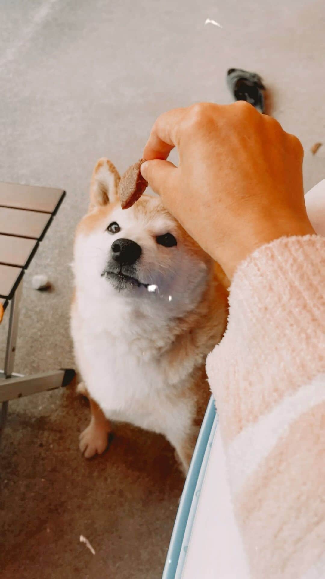 柴犬 たろのインスタグラム：「お肉を奪って顔をぶつけるタロ様🐻🧡🍖2023-04_BBQ ☀︎ #shibainu #柴犬 #japanesedog」