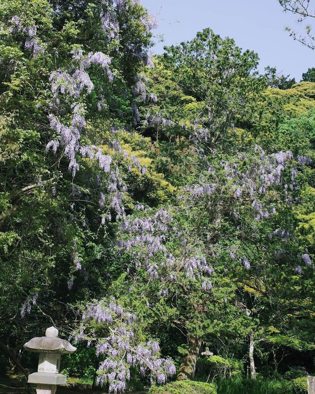 永原真夏さんのインスタグラム写真 - (永原真夏Instagram)「野生の藤が胸を打つ美しさで、藤にまつわる俳句を調べてみました。 なかでも、正岡子規の 『 藤なみの　花をし見れば　紫の　絵の具取り出で　写さんと思ふ 』 が好きでした。きれいなものって今も昔も撮ったり描いたり歌いたくなるの」4月24日 19時44分 - suika1ban