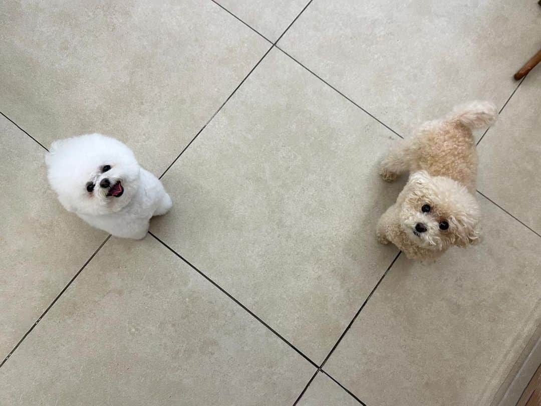 カン・ミンギョン のインスタグラム：「미용실 상봉한 다비치네 두 댕딸 🤎.🤍」