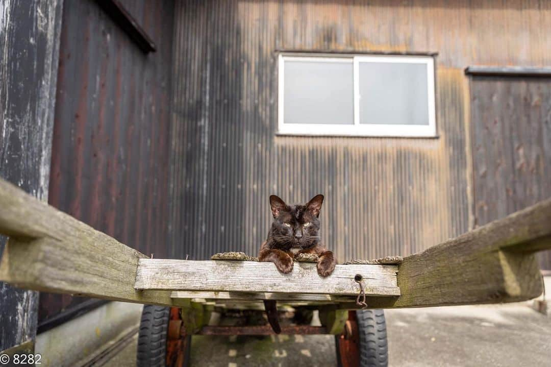 8282のインスタグラム：「大八車 ・ ・ #黒猫 #カワイイだけが猫じゃない #cat#animal#gato #ねこ#猫#東京カメラ部 #IGersJP#nekoclub#NEKOくらぶ #catlover#catloversclub #写真撮ってる人と繋がりたい ・ ☆非演出のススメ☆」