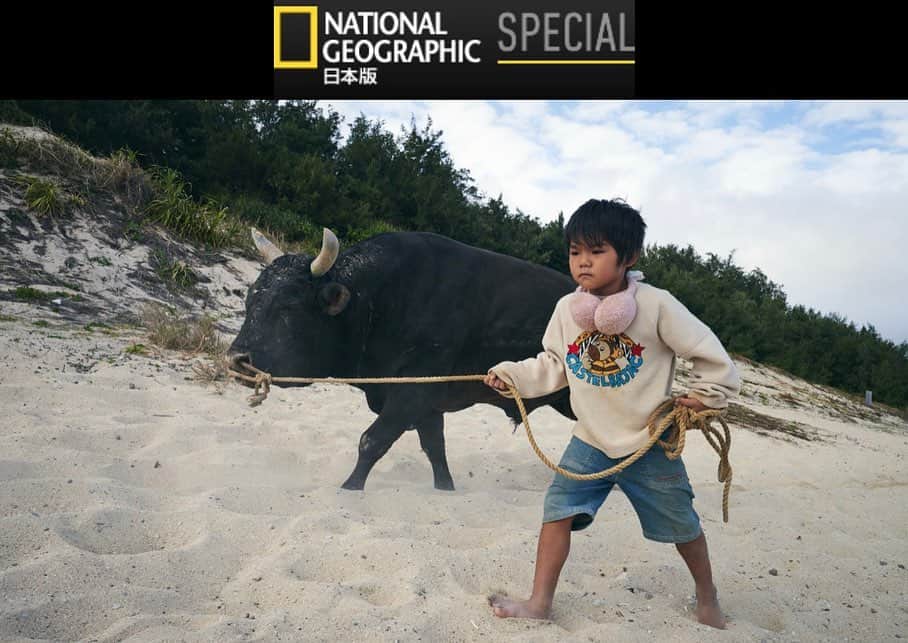 柏倉陽介のインスタグラム：「ナショナルジオグラフィックWEBの撮影で向かった徳之島。この島を一言で表現することは難しい。見たこともない形状の岩が連なる海岸、闘牛を連れて浜辺を散歩する少年、子供を大切にする島民の姿。いずれまた闘牛の大会に訪れていると思います。 https://special.nikkeibp.co.jp/atclh/TS/22/montbell/vol2/」