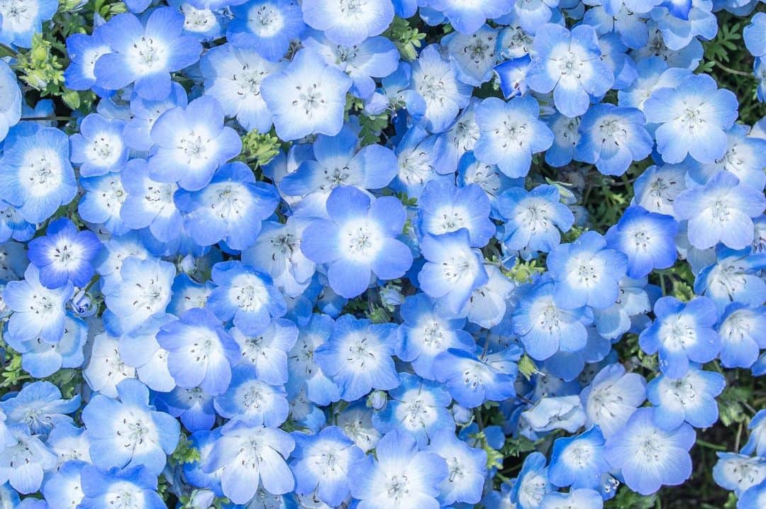 みゆこさんのインスタグラム写真 - (みゆこInstagram)「💙💙💙 ネモフィラもこんなに綺麗に咲いてたよ🥹❣️ これ今スマホの壁紙にしてる🧸  心が落ち着く優しいブルー🥹💙  #ネモフィラ#ネモフィラブルー#青が好き#青色#青い花#お気に入り#花畑#綺麗な景色#花畑」4月24日 20時06分 - miyuco.t