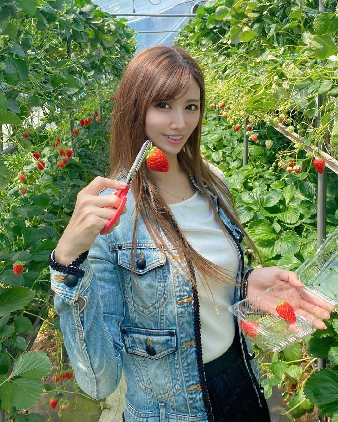 AIのインスタグラム：「今年も大好きないちごを狩りに✂️🍓 ＊ ＊ ここの苺めちゃくちゃ甘くて美味しかった🥹❤️  ぱぴこもいちご大好きだから、お土産めっちゃ喜んでた🤭🍓🐶  #いちご狩り #都内でいちご狩り #いちご #いちご大好き  #いちご大好き女子 #いちご大好き犬 #春の恒例行事」