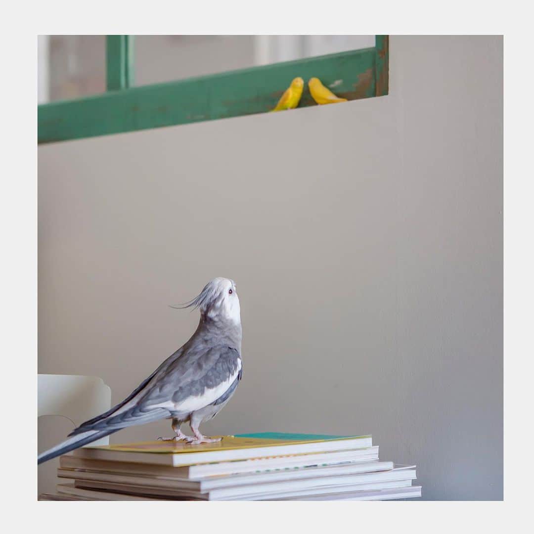 YURAPOi ゆらぽぃのインスタグラム：「best photo  http://www.ryoichisakai.com  #オカメインコ #ゆらちゃん  ©︎ryoichisakai」