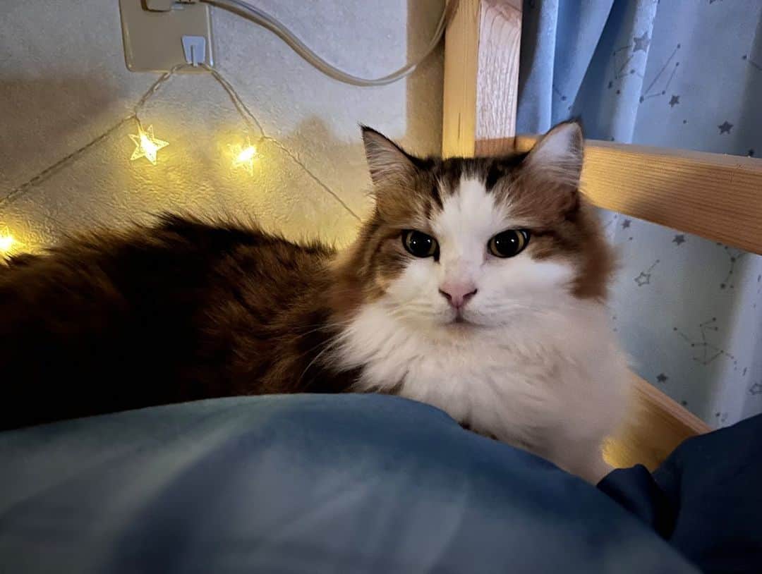 ひのき猫さんのインスタグラム写真 - (ひのき猫Instagram)「一番の子供部屋好き。 きっと、我が部屋だと思ってる。」4月24日 20時19分 - hinoki.cute.kitten