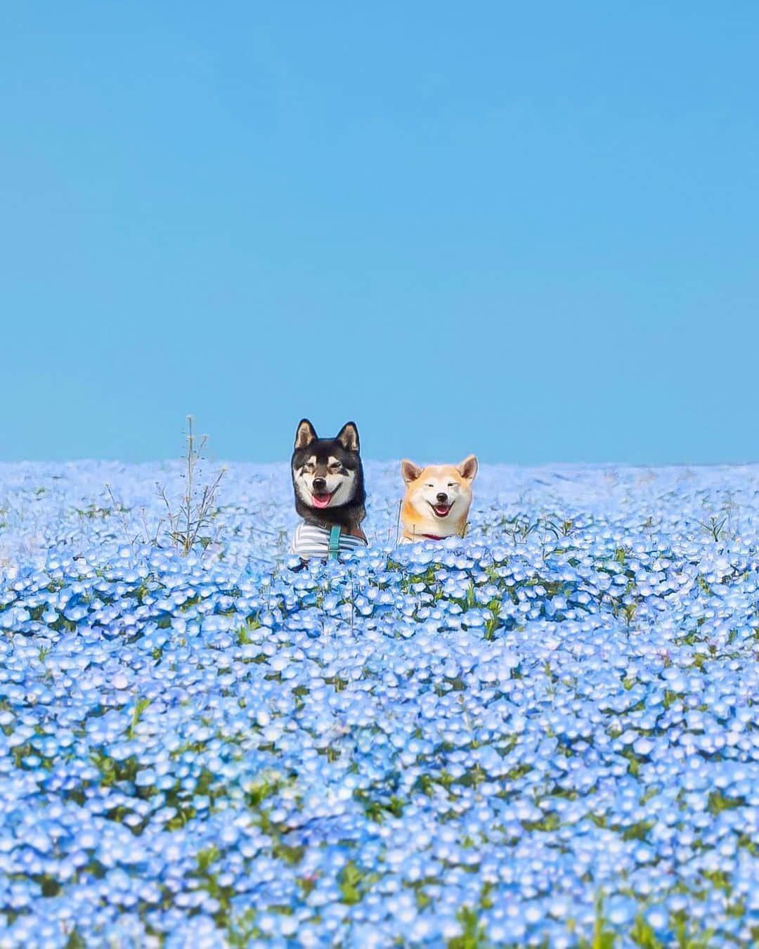 柴犬 けんしろう ゆりあのインスタグラム：「🐶💠🐶  目を瞑ると ネモフィラブルーの中から 笑いかけてくれるけんゆりが 今も浮かんでくるよ🥺💙  #ネモフィラ  #その瞬間は永遠の思い出 #その瞬間に物語を #tokyocameraclub #whim_fluffy #barked #igersip #japan_of_insta #9gag #team_jp_ #photo_shorttrip #wp_flower #lovers_nippon #cute #art_of_japan_ #ptk_japan #japan_daytime_view  Location: #ひたち海浜公園」