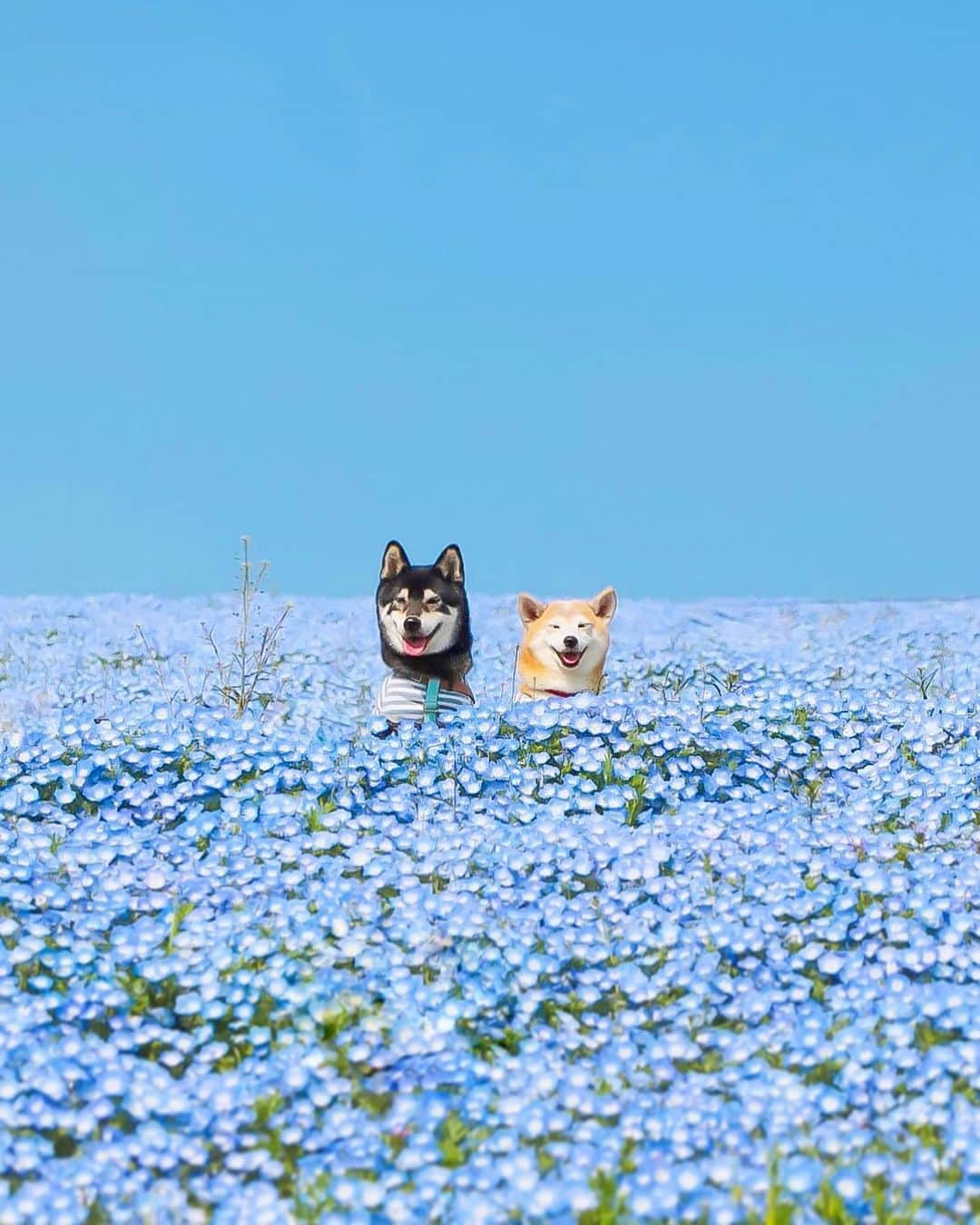 柴犬 けんしろう ゆりあさんのインスタグラム写真 - (柴犬 けんしろう ゆりあInstagram)「🐶💠🐶  目を瞑ると ネモフィラブルーの中から 笑いかけてくれるけんゆりが 今も浮かんでくるよ🥺💙  #ネモフィラ  #その瞬間は永遠の思い出 #その瞬間に物語を #tokyocameraclub #whim_fluffy #barked #igersip #japan_of_insta #9gag #team_jp_ #photo_shorttrip #wp_flower #lovers_nippon #cute #art_of_japan_ #ptk_japan #japan_daytime_view  Location: #ひたち海浜公園」4月24日 20時34分 - nerishiro