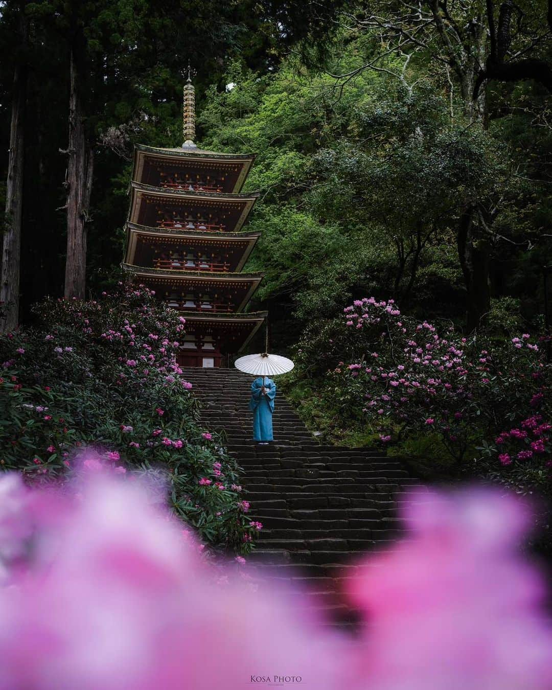 コサさんのインスタグラム写真 - (コサInstagram)「天気が悪かったのもあるんだけど、ほぼ無人で撮り放題でした😆 晴れも良いけど、石楠花は雨でも似合う花ですね〜 . Location:奈良 Nara / Japan🇯🇵 Date:2023年4月 Camera:Z9 /24-70mm f2.8 in frame:@chami_2nd . #石楠花 #室生寺 #nikoncreators #nikoncreators_2023landscape #Japan_Daytime_View #japancityblues #ポトレファン倶楽部 #ポトレ撮影隊 #jp_portrait部 #tokyocameraclub #raw_japan #jgrv_member #team_jp_ #photo_jpn #sorakataphoto #LBJ_KING #lovers_amazing_group #私の瞳がきらめいた瞬間 #special_spot_legend #何気ない瞬間を残したい #colors_portrait_gallery #japangem #explorejpn #japanlives #japan_best_pic #Rox_Captures #colore_de_saison #japan_waphoto #deaf_b_j_ #clv_galerie」4月24日 20時45分 - kosa_photo