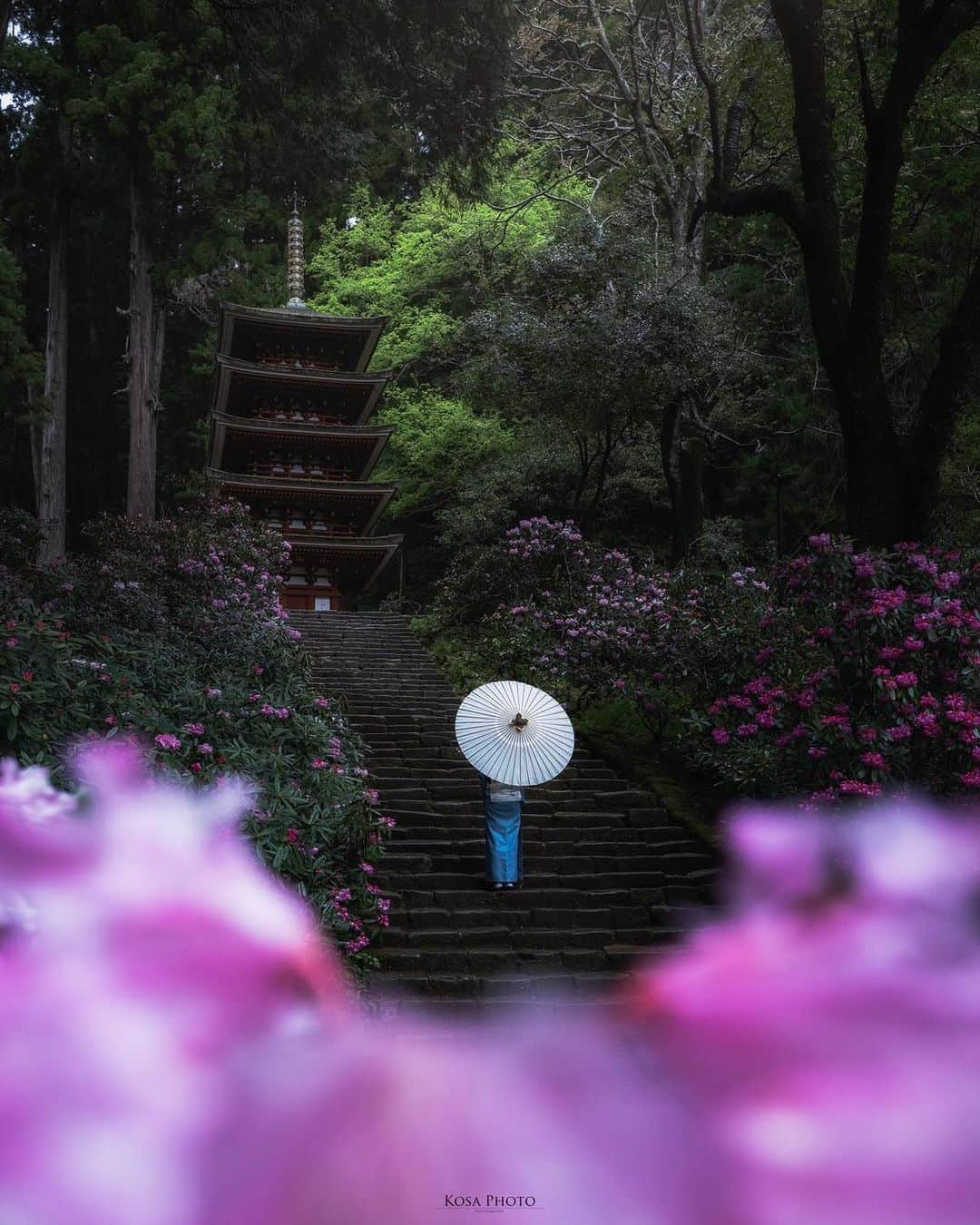 コサさんのインスタグラム写真 - (コサInstagram)「天気が悪かったのもあるんだけど、ほぼ無人で撮り放題でした😆 晴れも良いけど、石楠花は雨でも似合う花ですね〜 . Location:奈良 Nara / Japan🇯🇵 Date:2023年4月 Camera:Z9 /24-70mm f2.8 in frame:@chami_2nd . #石楠花 #室生寺 #nikoncreators #nikoncreators_2023landscape #Japan_Daytime_View #japancityblues #ポトレファン倶楽部 #ポトレ撮影隊 #jp_portrait部 #tokyocameraclub #raw_japan #jgrv_member #team_jp_ #photo_jpn #sorakataphoto #LBJ_KING #lovers_amazing_group #私の瞳がきらめいた瞬間 #special_spot_legend #何気ない瞬間を残したい #colors_portrait_gallery #japangem #explorejpn #japanlives #japan_best_pic #Rox_Captures #colore_de_saison #japan_waphoto #deaf_b_j_ #clv_galerie」4月24日 20時45分 - kosa_photo