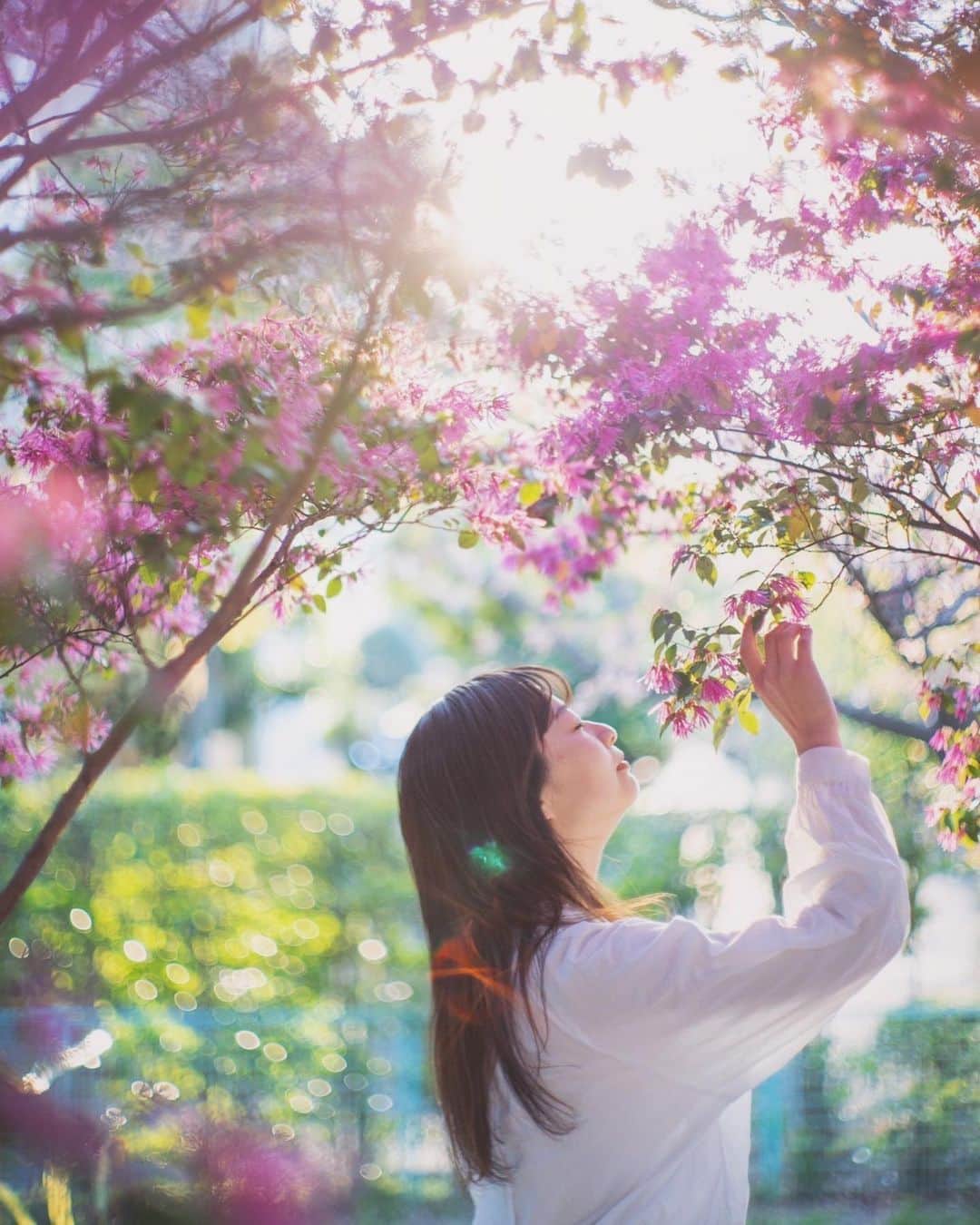 Sherryのインスタグラム：「ㅤㅤㅤㅤㅤㅤㅤㅤㅤㅤㅤㅤㅤ ㅤㅤㅤㅤㅤㅤㅤㅤㅤㅤㅤㅤㅤ きれいな光で 桜を撮りにいったのに 夕方1番綺麗だったのはこの花だった🌼 ㅤㅤㅤㅤㅤㅤㅤㅤㅤㅤㅤㅤㅤ」