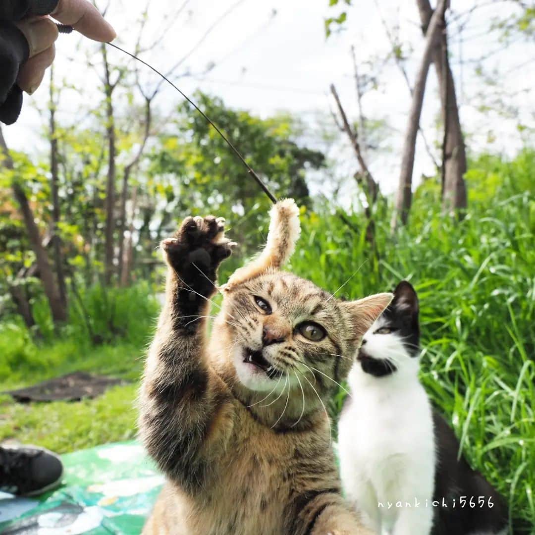 のインスタグラム：「にゃんにゃー！  #のらねこ部 すず #om_system_jp #om写真投稿 #桜 #猫部#nekoclub#แมว#icu_japan #igersjp#猫 #にゃんすたぐらむ#ig_catsclub #cats#ファインダー越しの私の世界 #catsofinstagram #gatto#catloversclub#bnw_catalonia  #東京カメラ部#icu_japan#cute #catstagram#広がり同盟 #bestcatclub #gallery_legit #写真を止めるな#love_bestjapan #lovers_nippon  #team_jp #고양이#にゃんすたぐらむ #art_of_japan」