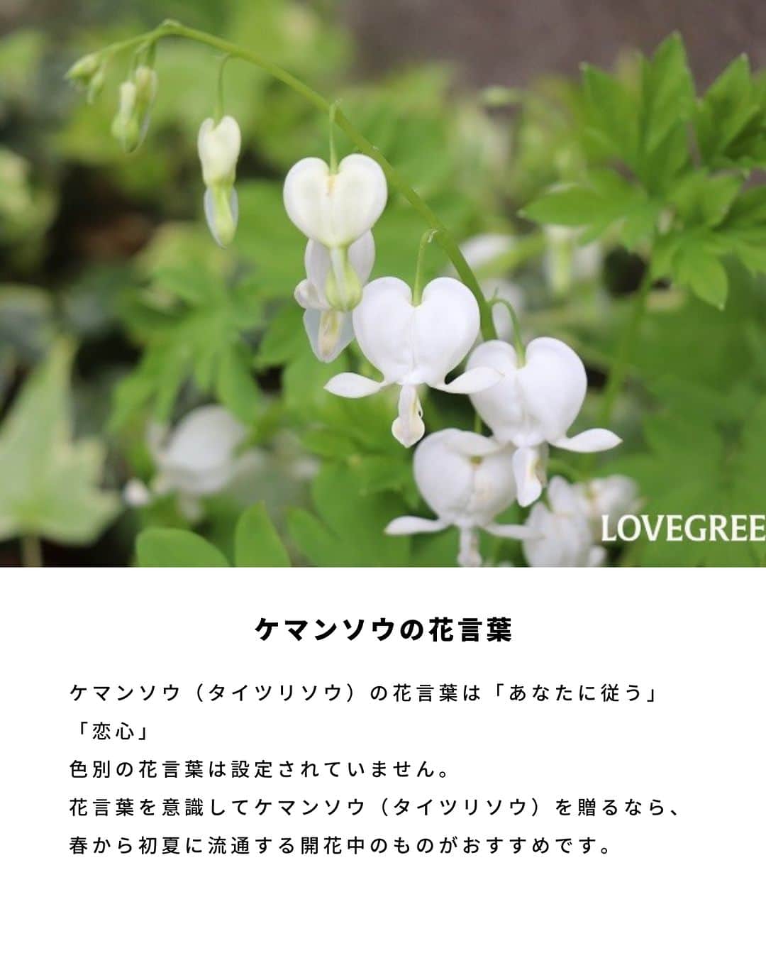 LOVEGREEN -植物と暮らしを豊かに。さんのインスタグラム写真 - (LOVEGREEN -植物と暮らしを豊かに。Instagram)「. ケマンソウ（タイツリソウ）の花言葉は「あなたに従う」「恋心」 . 色別の花言葉は設定されていません。 . 花言葉を意識してケマンソウ（タイツリソウ）を贈るなら、春から初夏に流通する開花中のものがおすすめです💐 . #ケマンソウ #タイツリソウ #春の花 #花 #花言葉 #花のある暮らし #植物が好き #植物と暮らす  #庭仕事 #庭」4月24日 21時00分 - lovegreen_official