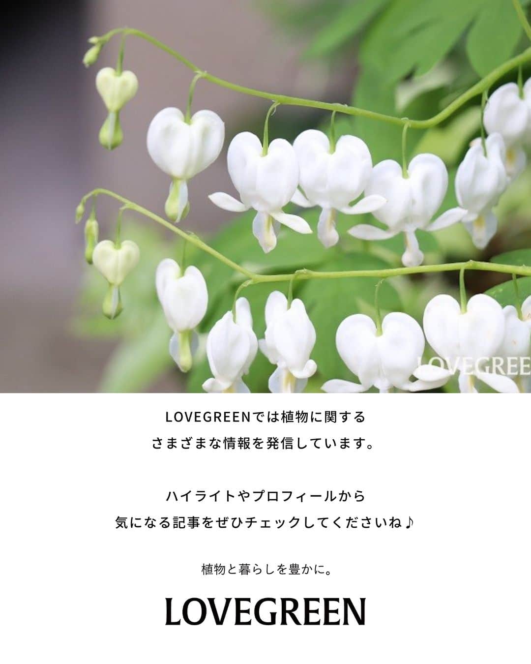 LOVEGREEN -植物と暮らしを豊かに。さんのインスタグラム写真 - (LOVEGREEN -植物と暮らしを豊かに。Instagram)「. ケマンソウ（タイツリソウ）の花言葉は「あなたに従う」「恋心」 . 色別の花言葉は設定されていません。 . 花言葉を意識してケマンソウ（タイツリソウ）を贈るなら、春から初夏に流通する開花中のものがおすすめです💐 . #ケマンソウ #タイツリソウ #春の花 #花 #花言葉 #花のある暮らし #植物が好き #植物と暮らす  #庭仕事 #庭」4月24日 21時00分 - lovegreen_official