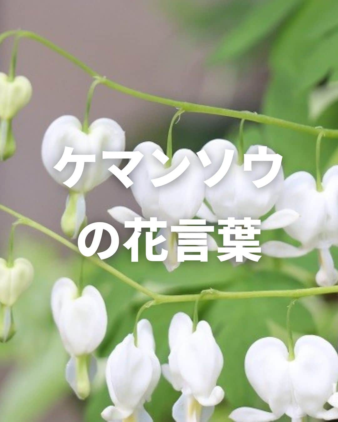 LOVEGREEN -植物と暮らしを豊かに。のインスタグラム