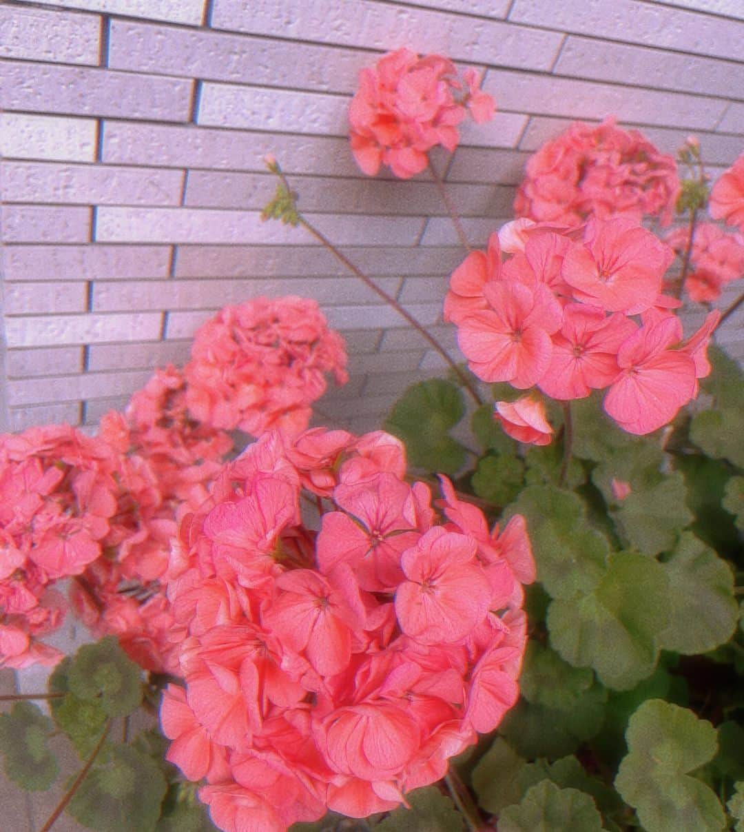みうらうみさんのインスタグラム写真 - (みうらうみInstagram)「かわいい色の紫陽花みつけた🩷🧡  サーモンピンクピンクの中で1番すき🌼🌼  #紫陽花」4月24日 21時00分 - miuraumi1207