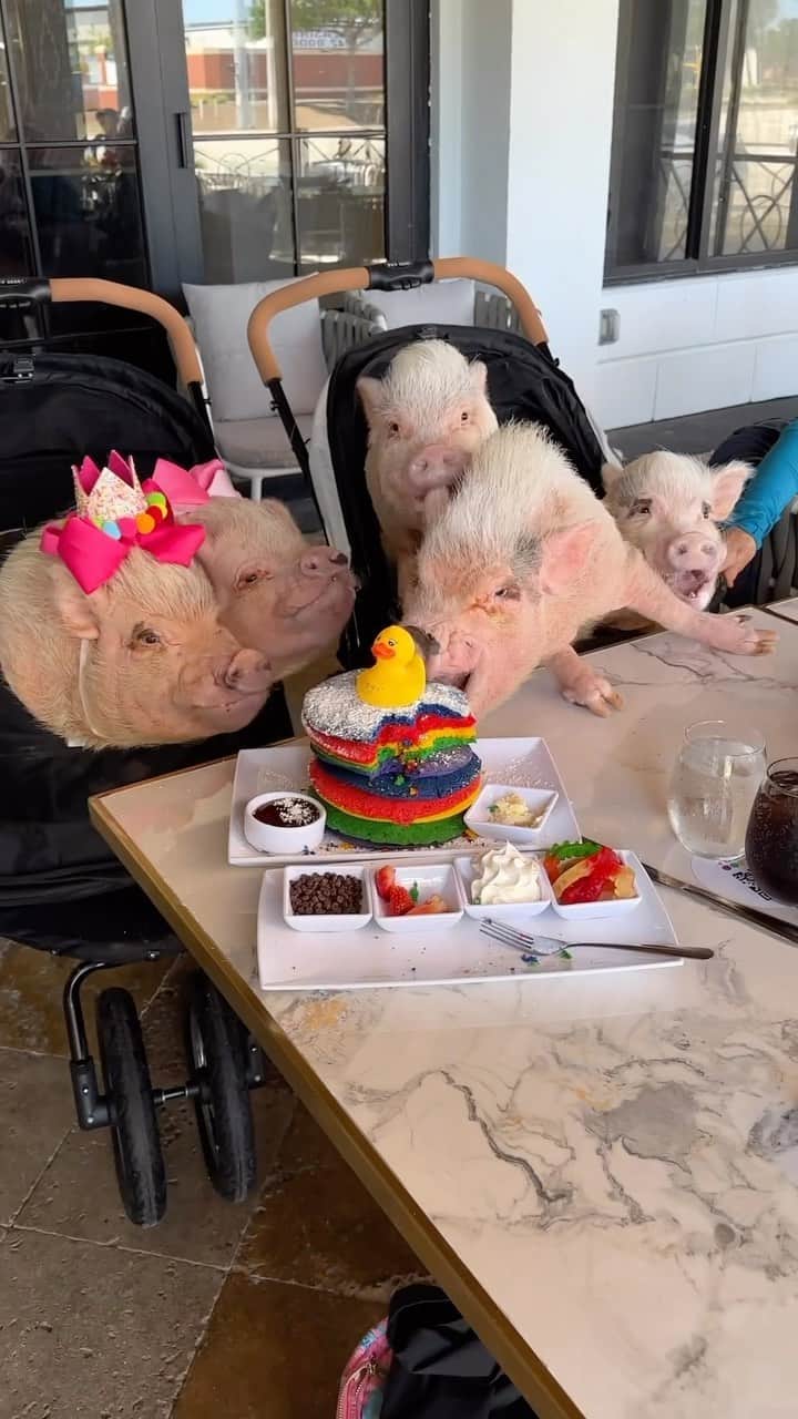 Priscilla and Poppletonのインスタグラム：「We kicked off my birthday week yesterday @thesugarfactory in Jacksonville, FL. We got an order of rainbow pancakes to share that came with an adorable duck on top. My little nephew Pink tried to hog them all (what a pig), but don’t worry! We all got some and they were PIGTASTIC. Big snout out to the Sugar Factory for being so hospigable, to Mrs. Denise and Mr. Brian for the best brunch ever and to all my sweet friends who joined us. I can’t believe I’ll be 10 in five days.🐷🍭🥞 #sugarfactory #piggypenn #poseyandpink #happybdayprissypig #prissyandpop」