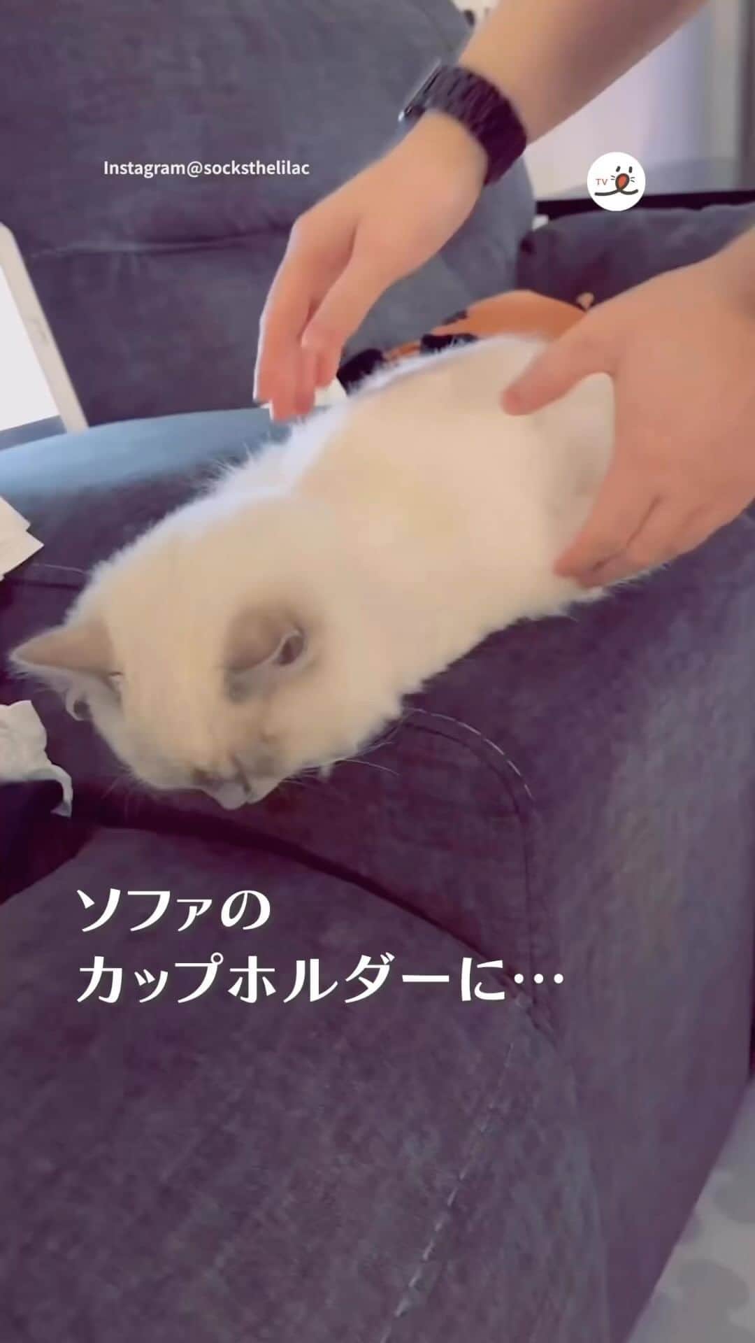PECOねこ部のインスタグラム