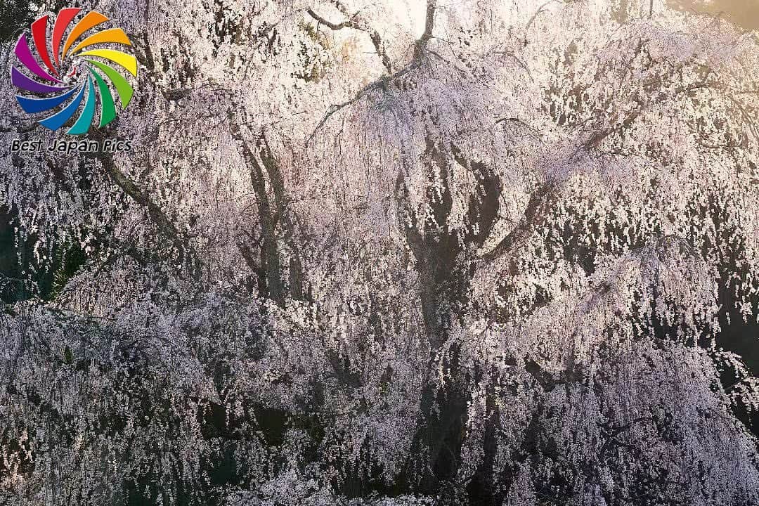 Follow & use #bestjapanpicsのインスタグラム：「＊---Today's Bestjapanpics---＊ . 👑Congrats to @sugiura_naomichi  素敵なお写真へのタグ付けありがとうございます✨ ＊---Today's Bestjapanpics---＊ . . 📷 Select by @sugisugi23 (Admin) 🗾 Location : 長野県 📎 Category :  #桜 #春  . . *Follow us @bestjapanpics_ . *Tag #bestjapanpics  . 撮影地の都道府県をキャプション・コメントタグ・ジオタグのいずれかに入れて下さい。 . @bestjapanpics_ では日本で撮られた素敵なお写真へのタグ付けをお待ちしています✨ . Select the amazing photos every day. ダグ付けをして頂い投稿の中から 素晴らしい写真を選出させていただきます。 . . 🤝Friend hub @factory_shotz 工場の写真 @setouchi_gram 瀬戸内の魅力を . . #japan #photo #camera #landscape #nature #portrait  #日本 #写真 #カメラ #風景 #自然 #ポートレート .」