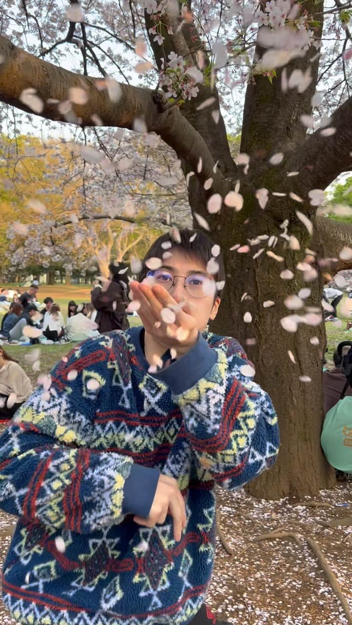 トマトクンのインスタグラム：「桜吹雪 #桜#春#公園」