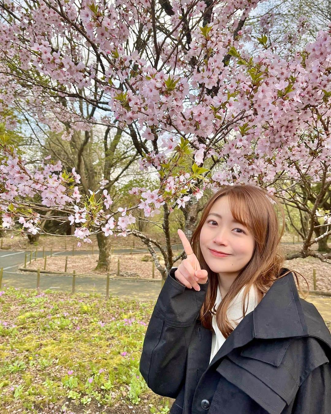 澤井志帆さんのインスタグラム写真 - (澤井志帆Instagram)「.2023.4.24 ⁡ きのう、桜を発見しました🌸 4月下旬なのにびっくり！ ⁡ 最近寒い日が続いていますね🥺 体調崩さないようにお気をつけください🌱 ⁡ #DaiichiTV#アナウンサー#山梨#山梨観光#富士本栖湖リゾート」4月24日 21時14分 - shiho_sawai