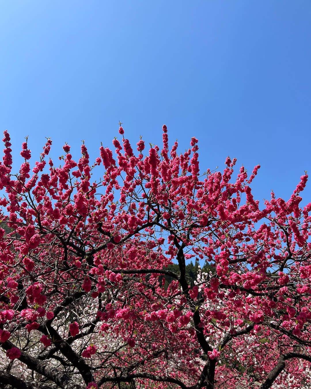 深結さんのインスタグラム写真 - (深結Instagram)「天気が良かったから わんと長野まで花桃見に行ってきた^_^」4月24日 21時17分 - __ange02