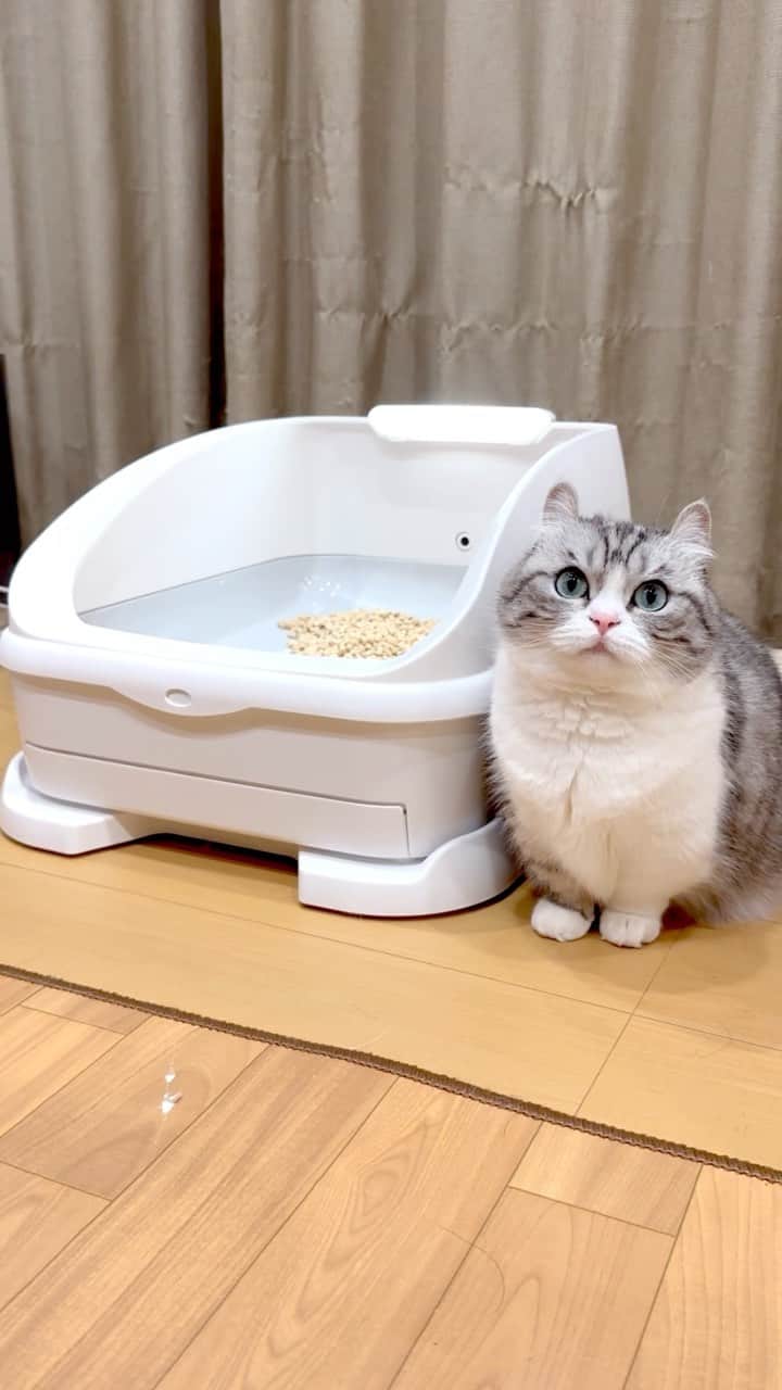 のインスタグラム：「. . . 😽「トレッタさんをお得に手に入れるチャンスが、また来たにゃよ❤️」 . トレッタさんがGW直前セールと称しまして、合計6978円相当がお得になるキャンペーンを、4月30日までやっております🎉🙌 . . トレッタさんと言えば、猫を見分けるハイテクトイレ😺😽😸 . 毎日どの子がどれだけオチッコをしたか、細かく映像付きで教えてくれます（笑） . . 💩の時やオチッコをしなかった時は、尿量がゼロで表示されるので、ちゃんとオチッコが出ているか確認が出来ます💡 . . 猫がトレッタを使うと、飼い主のスマホにお知らせが入るのも、分かりやすくていいです😊 （今、ココアがトレッタを使ったと、リアルタイムでお知らせあり　笑） . . 現在お得なキャンペーン中❣️ . ストーリーとハイライトにリンクを貼ってますので、気になる方は是非どうぞ❣️ . . . @toletta.cat  . #我々のプライバシーは何処に行ったにゃか #トイレで気持ち良さそうな表情を見る事が出来る #トレッタ #PR #猫のトイレ」