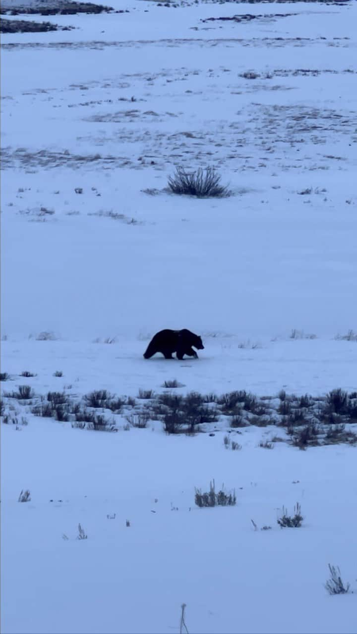 コンラッド・アンカーのインスタグラム：「Earth Day 2023. Journey to Hydromonster, @yellowstonenps with @katie_r_ives & @joshuagarrigues.  We saw a big grizzly enjoying breakfast , four wolves planning their day, stacks of bison,  and a few antelope. The ice was "in" - still winter for a little bit.  The ice flow was enormous.  Happy 40th @andresmarin22   @thenorthface_climb @petzl_official #iceclimbing #yellowstone」