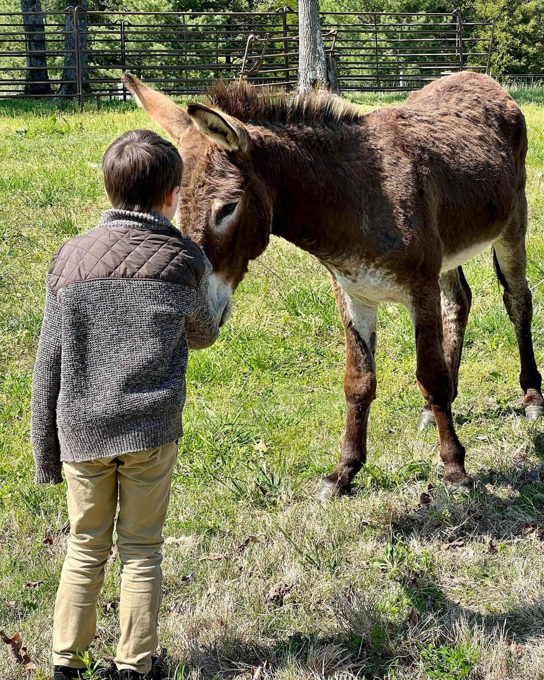 キャリー・アンダーウッドさんのインスタグラム写真 - (キャリー・アンダーウッドInstagram)「Meet the newest members of the EH-OK Farm Fam! @lindseycardinalemusic brought us a special delivery all the way from  Louisiana!!! We’ve got a (pregnant) mama, a daddy and a little dude! In a little bit, 2 of them will go live with some friends down the road, but we promise to have lots of family reunions!!!! #donkeys #NewFamilyMember #FarmLife」4月25日 6時53分 - carrieunderwood