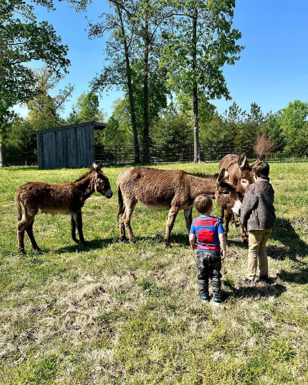 キャリー・アンダーウッドさんのインスタグラム写真 - (キャリー・アンダーウッドInstagram)「Meet the newest members of the EH-OK Farm Fam! @lindseycardinalemusic brought us a special delivery all the way from  Louisiana!!! We’ve got a (pregnant) mama, a daddy and a little dude! In a little bit, 2 of them will go live with some friends down the road, but we promise to have lots of family reunions!!!! #donkeys #NewFamilyMember #FarmLife」4月25日 6時53分 - carrieunderwood