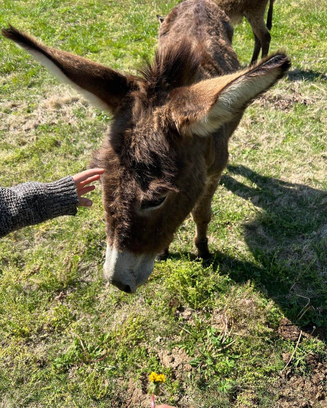 キャリー・アンダーウッドさんのインスタグラム写真 - (キャリー・アンダーウッドInstagram)「Meet the newest members of the EH-OK Farm Fam! @lindseycardinalemusic brought us a special delivery all the way from  Louisiana!!! We’ve got a (pregnant) mama, a daddy and a little dude! In a little bit, 2 of them will go live with some friends down the road, but we promise to have lots of family reunions!!!! #donkeys #NewFamilyMember #FarmLife」4月25日 6時53分 - carrieunderwood