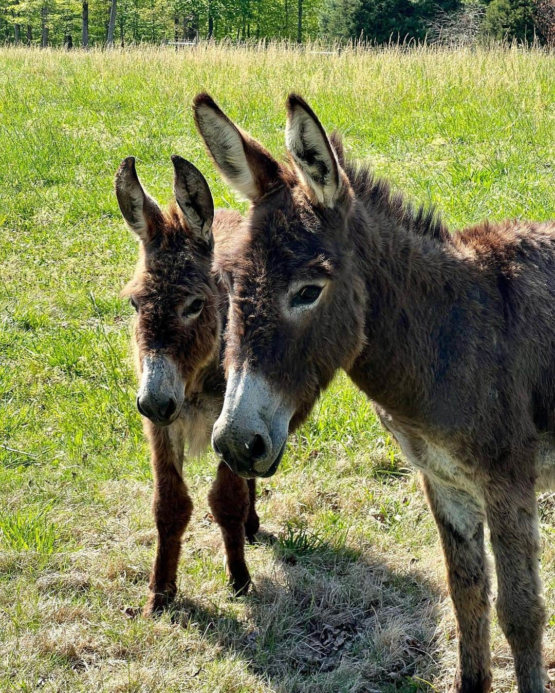 キャリー・アンダーウッドさんのインスタグラム写真 - (キャリー・アンダーウッドInstagram)「Meet the newest members of the EH-OK Farm Fam! @lindseycardinalemusic brought us a special delivery all the way from  Louisiana!!! We’ve got a (pregnant) mama, a daddy and a little dude! In a little bit, 2 of them will go live with some friends down the road, but we promise to have lots of family reunions!!!! #donkeys #NewFamilyMember #FarmLife」4月25日 6時53分 - carrieunderwood