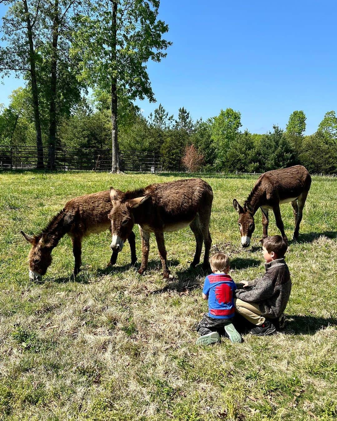 キャリー・アンダーウッドさんのインスタグラム写真 - (キャリー・アンダーウッドInstagram)「Meet the newest members of the EH-OK Farm Fam! @lindseycardinalemusic brought us a special delivery all the way from  Louisiana!!! We’ve got a (pregnant) mama, a daddy and a little dude! In a little bit, 2 of them will go live with some friends down the road, but we promise to have lots of family reunions!!!! #donkeys #NewFamilyMember #FarmLife」4月25日 6時53分 - carrieunderwood