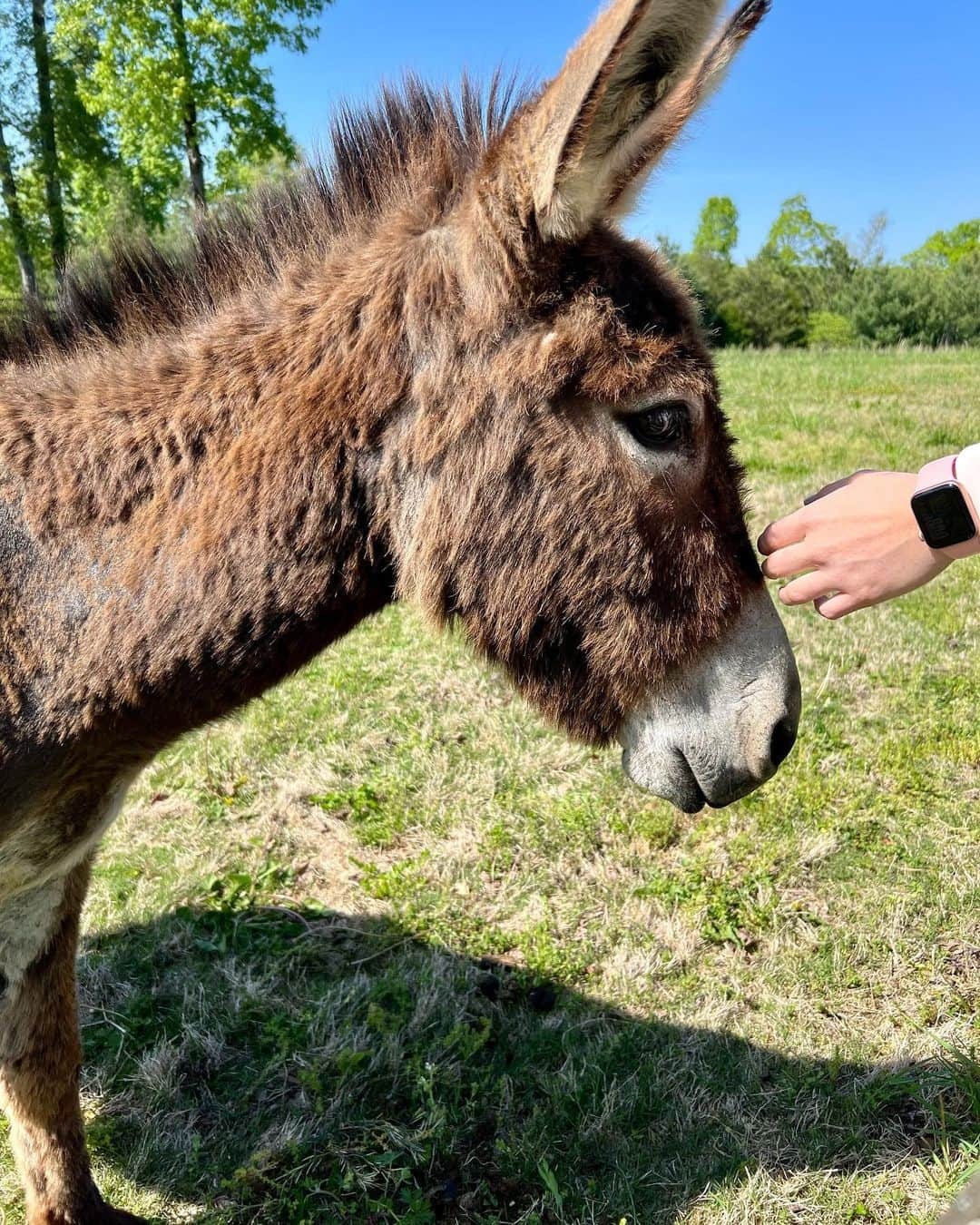 キャリー・アンダーウッドさんのインスタグラム写真 - (キャリー・アンダーウッドInstagram)「Meet the newest members of the EH-OK Farm Fam! @lindseycardinalemusic brought us a special delivery all the way from  Louisiana!!! We’ve got a (pregnant) mama, a daddy and a little dude! In a little bit, 2 of them will go live with some friends down the road, but we promise to have lots of family reunions!!!! #donkeys #NewFamilyMember #FarmLife」4月25日 6時53分 - carrieunderwood