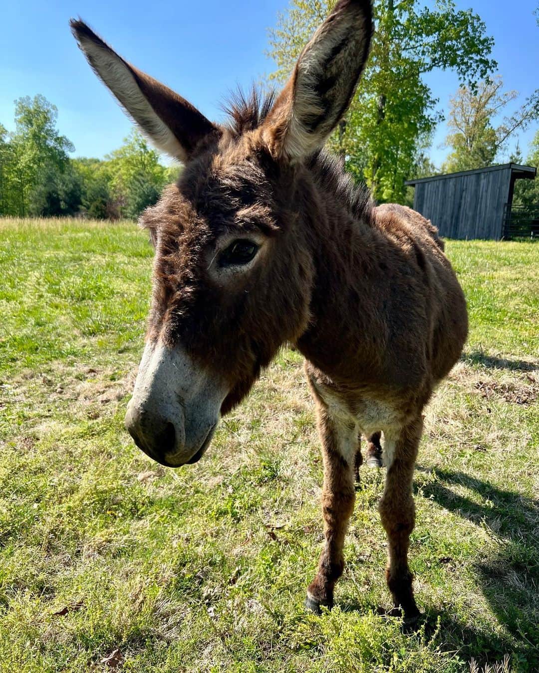 キャリー・アンダーウッドのインスタグラム：「Meet the newest members of the EH-OK Farm Fam! @lindseycardinalemusic brought us a special delivery all the way from  Louisiana!!! We’ve got a (pregnant) mama, a daddy and a little dude! In a little bit, 2 of them will go live with some friends down the road, but we promise to have lots of family reunions!!!! #donkeys #NewFamilyMember #FarmLife」