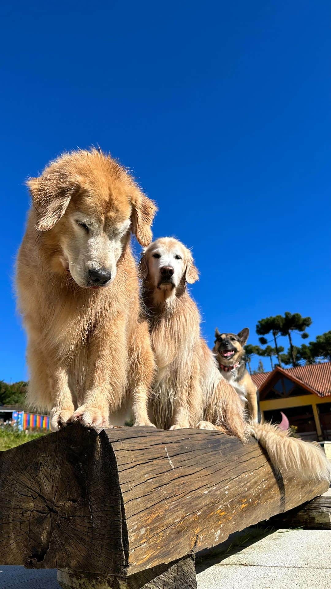 のインスタグラム：「PETFRIENDLY + NATUREZA + TRILHA + PISCINA + LAGO e muito mais aqui no @suryapanhotel em Campos do Jordão  Diversão garantida!  . 📍Campos do Jordão - SP Hotel: @suryapanhotel  . #dogs #pets #dogfriendlytravel #dogsofinstagram #petfriendly #petfriendlyhotel #petfriendlysp #hotelpetfriendlysp #viagem #viagemcompets #camposdojordao」