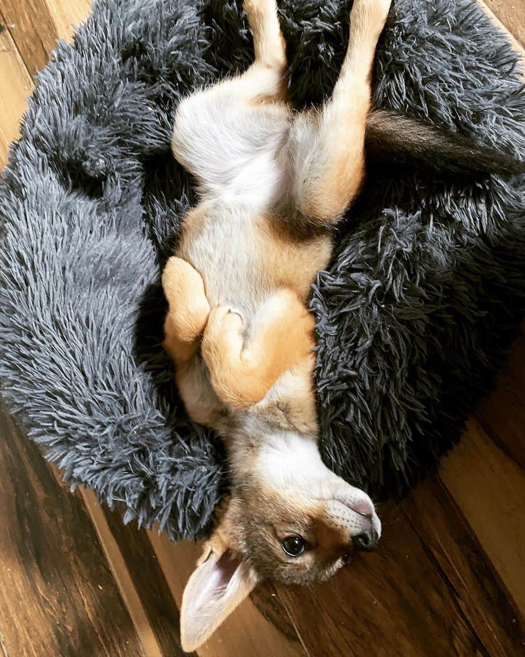 Rylaiさんのインスタグラム写真 - (RylaiInstagram)「Monday mornings with Zuri:  . Zuri is all sass and a spicy little girl! She is darker than her brother and about .6lbs larger than little Shaka. Zuri is a climber- and we know she will likely be the source of mischief and mayhem!!  . But Zuri is also a sweet little girl who is quick to cuddle and give lots of toothy kisses…. And is responsible for 75% of the teeth marks in my hands!  . Happy Monday friends from our growing pack to yours!  . Zuri is sponsored by @bookkeepingrox  . . #zuri #nalla #shaka #jackals #blackbackjackals #jabcecc #canids」4月25日 7時36分 - jabcecc