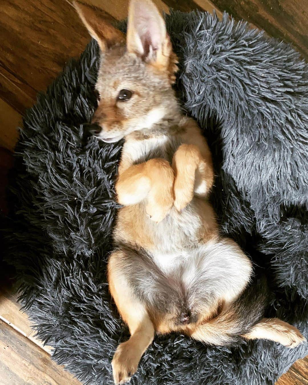 Rylaiさんのインスタグラム写真 - (RylaiInstagram)「Monday mornings with Zuri:  . Zuri is all sass and a spicy little girl! She is darker than her brother and about .6lbs larger than little Shaka. Zuri is a climber- and we know she will likely be the source of mischief and mayhem!!  . But Zuri is also a sweet little girl who is quick to cuddle and give lots of toothy kisses…. And is responsible for 75% of the teeth marks in my hands!  . Happy Monday friends from our growing pack to yours!  . Zuri is sponsored by @bookkeepingrox  . . #zuri #nalla #shaka #jackals #blackbackjackals #jabcecc #canids」4月25日 7時36分 - jabcecc