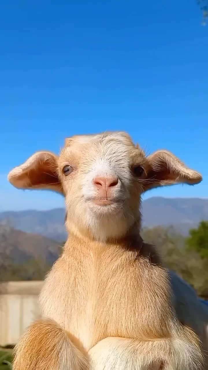Baby Animalsのインスタグラム：「This face though ☺️  📸: @zoulikha_bouanan96   #goatworthy #goatlife #goats #goatlove #goatfam #goatlover #cutegoats #cutegoat #babygoat #baby #babygoats #goatsofinstagram #goatstagram」