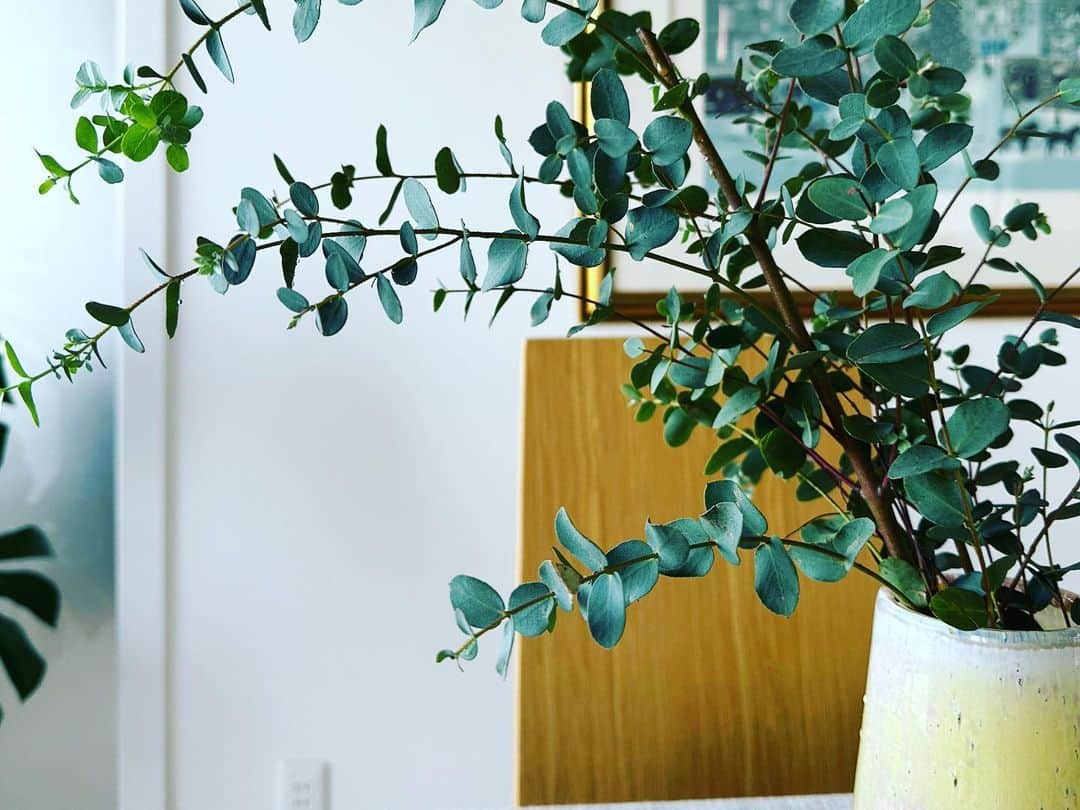 長野智子さんのインスタグラム写真 - (長野智子Instagram)「おはようございます☀  このユーカリ、2月に一本の枝物で買ってきたのですが、枯れてきたので半分に切って生けていたら新芽が出てきました🌱👀  生命力を感じて嬉しい朝。皆さまも、よい一日をお過ごしください🌱🌱🌱  #観葉植物 #ユーカリ #枝物  #春 #おはよう」4月25日 7時56分 - naganotomoko