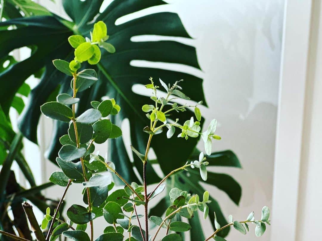 長野智子さんのインスタグラム写真 - (長野智子Instagram)「おはようございます☀  このユーカリ、2月に一本の枝物で買ってきたのですが、枯れてきたので半分に切って生けていたら新芽が出てきました🌱👀  生命力を感じて嬉しい朝。皆さまも、よい一日をお過ごしください🌱🌱🌱  #観葉植物 #ユーカリ #枝物  #春 #おはよう」4月25日 7時56分 - naganotomoko